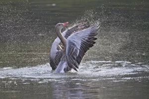 Images Dated 6th March 2013: Greylag Goose -Anser anser- beating its wings, North Hesse, Hesse, Germany