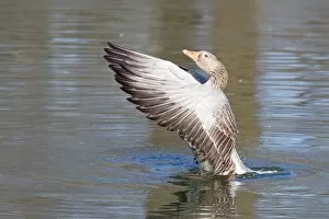 Images Dated 4th March 2013: Greylag Goose -Anser anser- beating its wings, North Hesse, Hesse, Germany