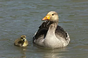 Greylag Goose -Anser anser-, with a chick, Camargue, France, Europe
