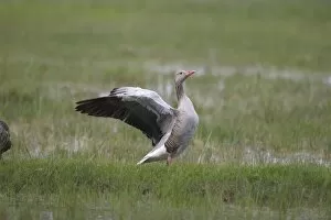 Greylag Goose -Anser anser- flapping its wings, Holle, Illmitz, Burgenland, Austria