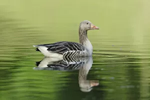 Images Dated 9th April 2011: Greylag Goose -Anser anser- floating in a lake, reflected in the water, Hamburg, Germany