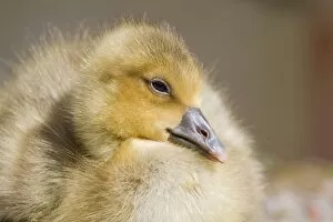 Images Dated 25th April 2012: Greylag Goose -anser anser-, gosling, North Hesse, Hesse, Germany