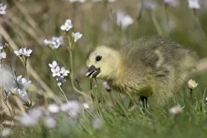 Images Dated 19th April 2011: Greylag Goose -anser anser-, gosling, North Hesse, Hesse, Germany