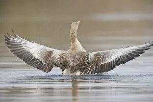 Images Dated 7th March 2013: Greylag Goose -Anser anser- spreading its wings, North Hesse, Hesse, Germany