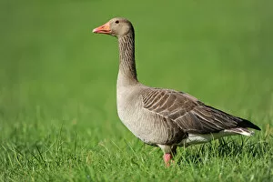 Deutschland Gallery: Greylag Goose -Anser anser- standing in a meadow, Erfurt, Thuringia, Germany