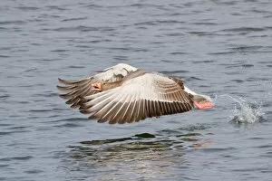 Images Dated 8th March 2013: Greylag Goose -Anser anser- taking off from water, North Hesse, Hesse, Germany