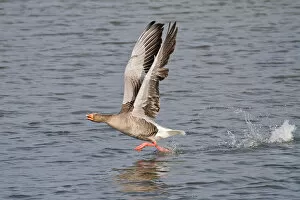 Images Dated 8th March 2013: Greylag Goose -Anser anser- taking off from water, North Hesse, Hesse, Germany