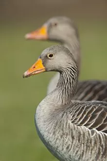 Images Dated 5th March 2011: Greylag or Graylag geese -Anser anser-, Stuttgart, Baden-Wuerttemberg, Germany, Europe