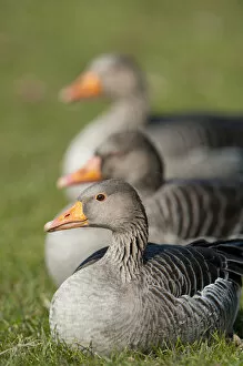 Blurred Gallery: Greylag or Graylag geese -Anser anser-, Stuttgart, Baden-Wuerttemberg, Germany, Europe