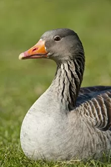 Greylag or Graylag goose -Anser anser-, Stuttgart, Baden-Wuerttemberg, Germany, Europe