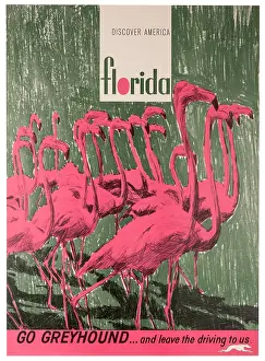 Go Greyound Florida Flamingos