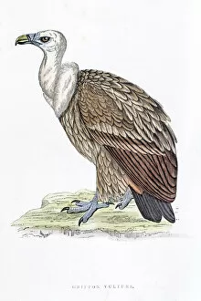 The History of British Birds by Morris Gallery: Griffon vulture 19 century illustration