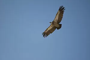 Images Dated 2nd September 2011: Griffon Vulture -Gyps fulvus- in flight, Oglanly, Balkan, Turkmenistan