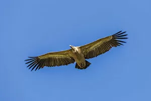 Images Dated 13th April 2013: Griffon Vulture -Gyps fulvus-, Monfraguee National Park, UNESCO biosphere reserve, Extremadura