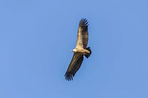 Images Dated 13th April 2013: Griffon Vulture -Gyps fulvus-, Monfraguee National Park, UNESCO biosphere reserve, Extremadura