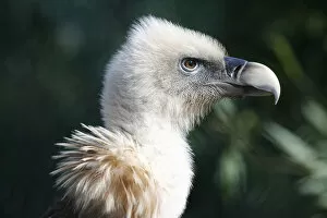 Griffon Vulture -Gyps fulvus-, portrait, captive, Germany, Europe