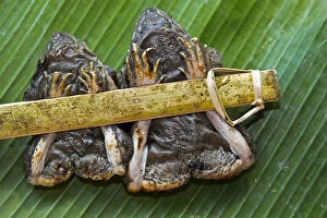Two grilled frogs tied to a bamboo stick served on a banana leaf, as a snack, Chiang Mai, Thailand, Asia