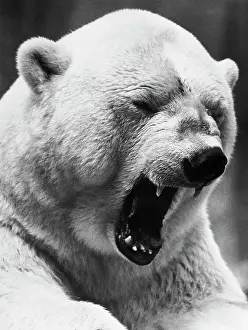 Grimacing Polar Bear