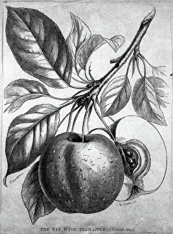 Grimes Golden Apple