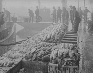 Unloading Gallery: Grimsby Fish