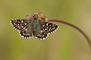 Images Dated 25th May 2010: Grizzled Skipper -Pyrgus malvae-