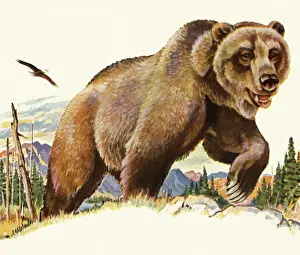 Wilderness Area Prints: Grizzly Bear