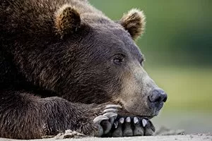 Images Dated 28th August 2008: Grizzly Bear, Katmai National Park, Alaska