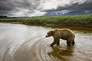 Images Dated 14th July 2008: Grizzly Bear, Katmai National Park, Alaska