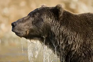 Paul Souders Photography Prints: Grizzly Bear, Katmai National Park, Alaska