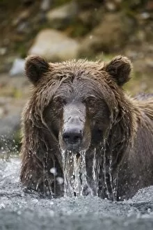 Images Dated 10th September 2008: Grizzly Bear, Katmai National Park, Alaska