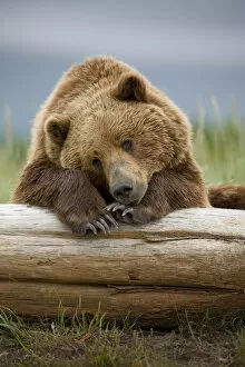 Paul Souders Photography Gallery: Grizzly Bear, Katmai National Park, Alaska