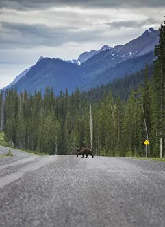 Images Dated 25th June 2016: Grizzly Bear Road Crossing