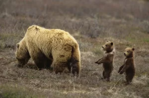 Images Dated 8th March 2006: Grizzly bear (Ursus arctos) in field with two cubs