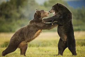 Images Dated 3rd September 2008: Grizzly Bears, Katmai National Park, Alaska