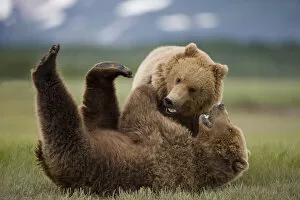 Paul Souders Photography Gallery: Grizzly Bears, Katmai National Park, Alaska