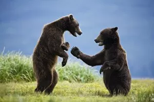 Paul Souders Photography Gallery: Grizzly Bears, Katmai National Park, Alaska