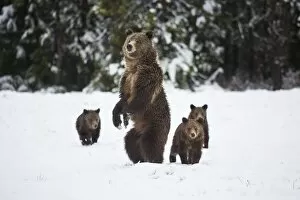 Images Dated 16th May 2015: Grizzly Sow and Cubs in Snow