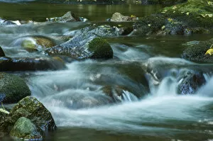 Images Dated 8th September 2012: Grobbach creek near Geroldsauer Wasserfall waterfall, Schwarzwald, Baden-Baden, Baden-Wurttemberg