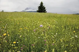 Conifer Prints: Groeblalm mountain pasture with flowers near Mittenwald