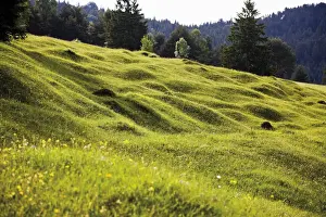 Conifer Prints: Groeblalm mountain pastures near Mittenwald