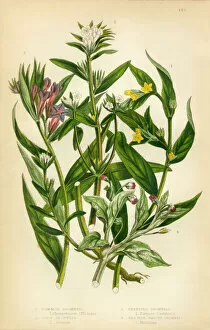 Images Dated 1st February 2016: Gromwell, Creeping Gromwell, Stoneseed, Lithospermum, Victorian Botanical Illustration