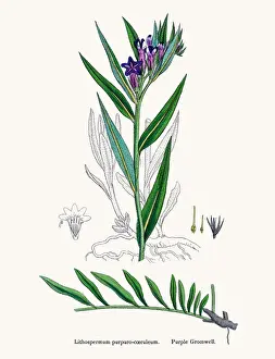 Gromwell flower