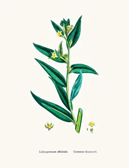 Gromwell flower