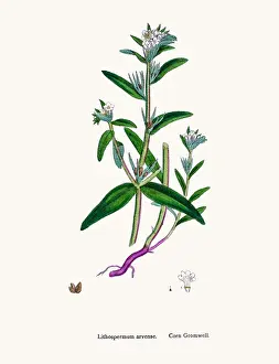 Gromwell flower
