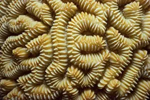 Grooved brain coral (Diploria labyrinthiformis)