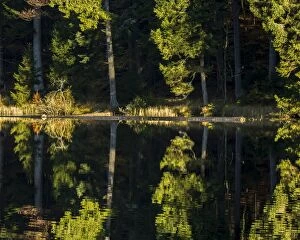 Images Dated 18th October 2014: Grosser Arbersee lake, Bavarian Forest National Park, Bavaria, Germany