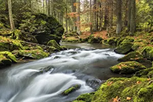 Mountain Stream Prints: Grosser Regen river, autumn, Bavarian Forest National Park, Bavaria, Germany
