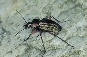 Coleoptera Gallery: Ground Beetle species (Carabus cancellatus)