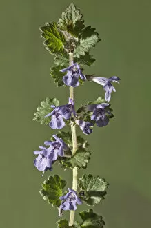 Ground-ivy, Gill-over-the-ground or Creeping Charlie -Glechoma hederacea-, stem with flowers, Untergroningen