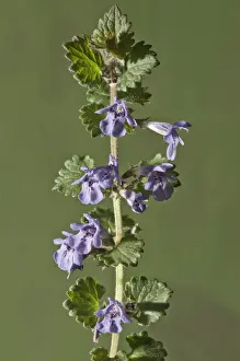 Mint Plant Family Prints: Ground-ivy, Gill-over-the-ground or Creeping Charlie -Glechoma hederacea